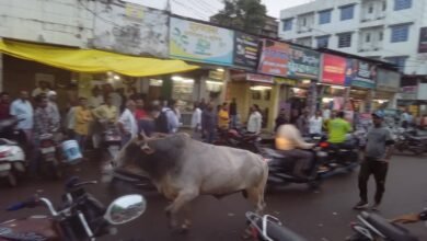 Photo of जयस्तंभ के पास 2 सांडो ने जमकर अफरा-तफरी मचाई, मची भगदड़, दुकानों का बाहर रखा सामान क्षतिग्रस्त.