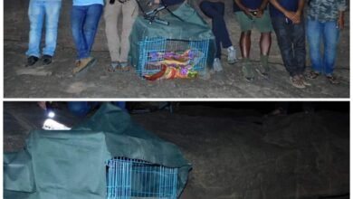 Photo of सतपुड़ा टाइगर रिजर्व में ऊदबिलाव (Otter) को अध्ययन हेतु रेडियों चिप लगाया गया.