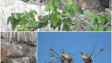 Photo of जिले में गिद्ध गणना का कार्य संपन्न,2023-24 में 287 गिद्ध पाए गये.