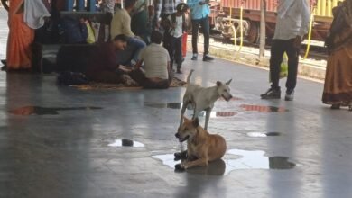 Photo of स्थानीय रेलवे स्टेशन पर बढी कुत्तों की तादात,यात्री दहशत में.
