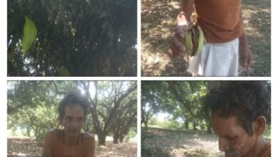 Photo of फलों के राजा आम की एक किस्म “बोल्टा” मे पाई गई बीमारी,पकने के पहले ही लग रही है इल्ली.