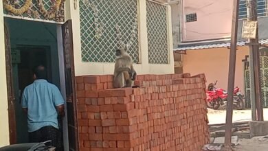 Photo of भीषण गर्मी में जंगल मे पानी की कमी के चलते बंदर शहर में आ रहे है।