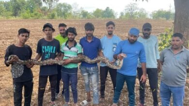 Photo of ग्राम करखा जमानी से 8 फीट लंबे अजगर को रेस्क्यू कर जंगल में छोड़ा.