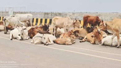 Photo of नेशनल हाइवे इस तरह मवेशी फोर लेन पर रहते है,जिससे आए दिन होती है दुर्घटनाएं.