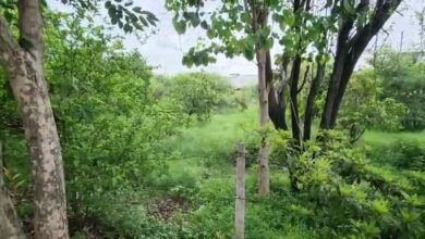 Photo of आप भी एक पौधा लगाइए…..पौधरोपण,वृक्षारोपण,हरियाली देखना हो तो शांति धाम आईऐ.