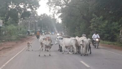 Photo of पुरानी इटारसी सीपीई गेट के सामने से पथरौटा पेट्रोल पंप तक सड़कों पर रोजाना शाम होते ही लग जाता है मवेशियों का सड़क पर जमघट.