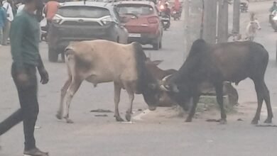 Photo of सिटी थाने के समीप सड़क पर शाम होते ही मवेशियों के जमघट से आम लोगों को परेशानी.