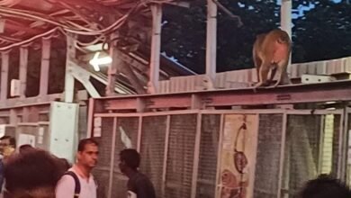 Photo of इटारसी रेलवे स्टेशन पर बंदर का आतंक। यात्री परेशान। रेल प्रशासन ध्यान दें।