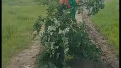 Photo of खेड़े पर स्थित राज माता विजया राजे खेल प्रशाल स्टेडियम में आसपास की महिलाएं रोजाना पेड़ काटकर ले जा रही. कैसे सफल होगा “एक पेड़ मां के नाम अभियान”?