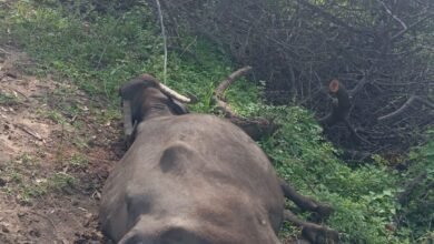 Photo of ग्राम सोमलवाडा खुर्द के नजदीक फोरलेन सड़क के किनारे बिजली विभाग की कथित लापरवाही से गई एक भैंस की जान।