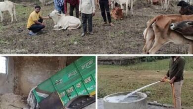 Photo of ग्राम डोलरिया में निराश्रित गौवंश के लिए उप कृषि उपज मंडी में की अस्थाई व्यवस्था.