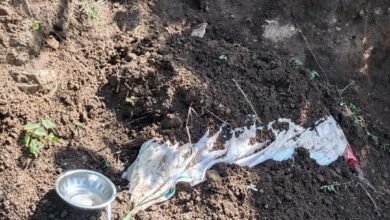 Photo of 12 बंगला और न्यूयार्ड को जोड़ने वाली नई पुलिया के समीप एक बच्चे का शव गड्ढे से बाहर निकल आया है.